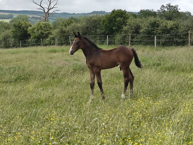 Francés de silla (Selle francais) Semental 1 año in Bezonnes