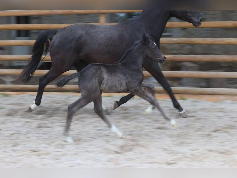 Francés de silla (Selle francais) Semental 1 año Negro in Salins