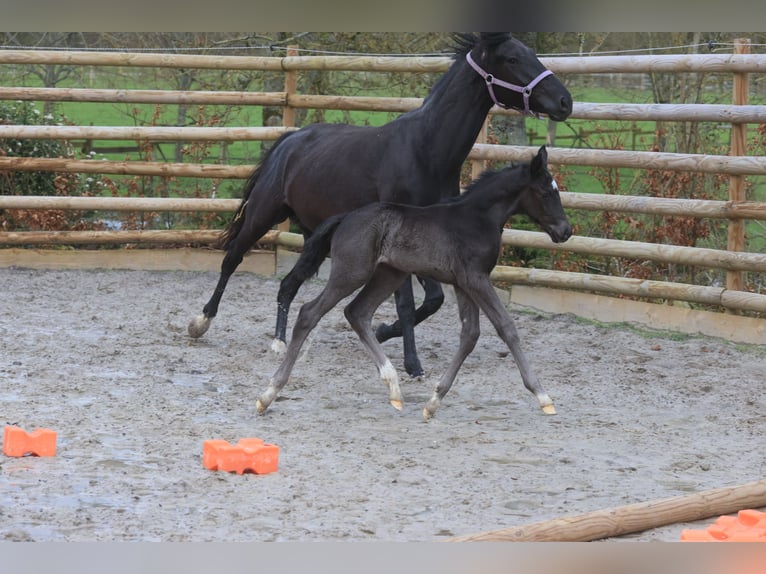 Francés de silla (Selle francais) Semental 1 año Negro in Salins