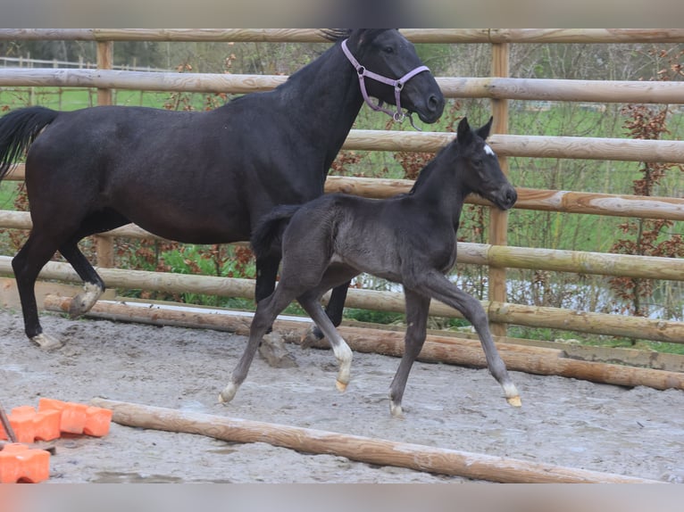 Francés de silla (Selle francais) Semental 1 año Negro in Salins