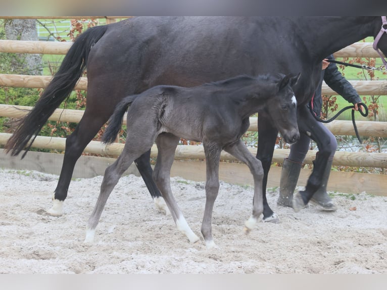 Francés de silla (Selle francais) Semental 1 año Negro in Salins