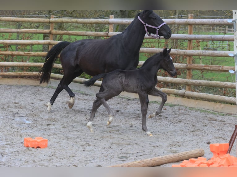 Francés de silla (Selle francais) Semental 1 año Negro in Salins