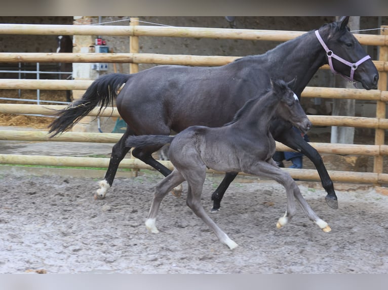 Francés de silla (Selle francais) Semental 1 año Negro in Salins