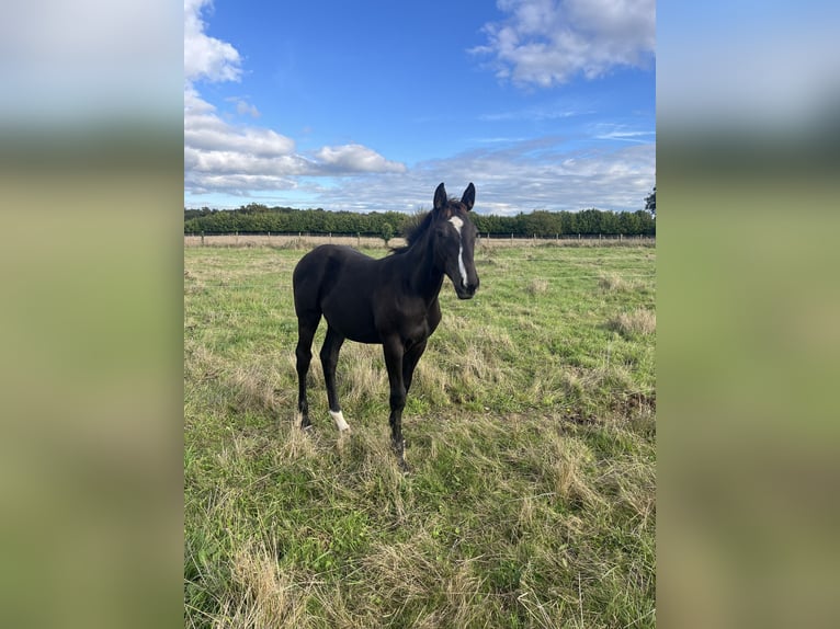 Francés de silla (Selle francais) Semental 1 año Negro in Sainte-Anne-sur-Vilaine