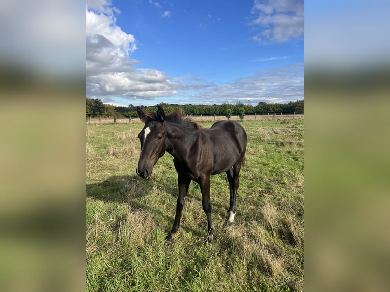 Francés de silla (Selle francais) Semental 1 año Negro in Sainte-Anne-sur-Vilaine