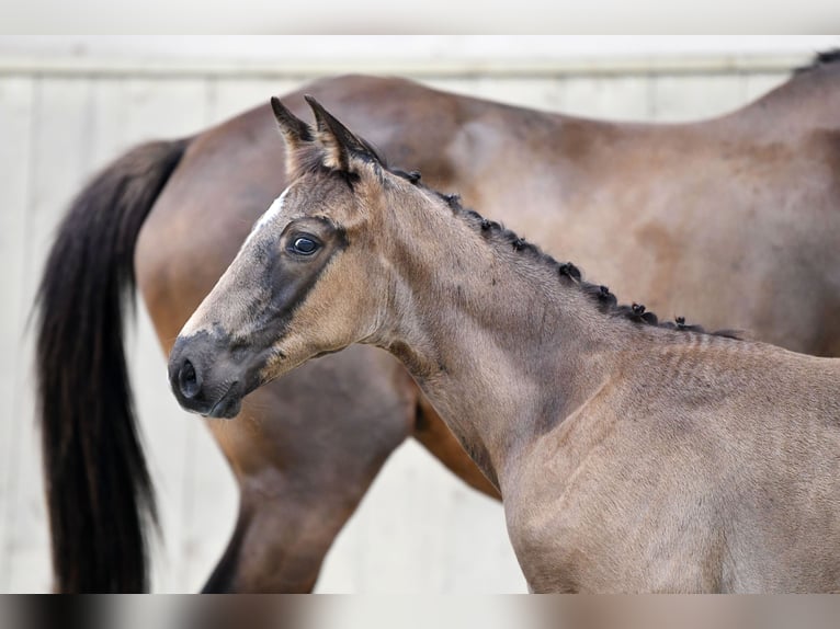 Francés de silla (Selle francais) Semental 1 año Negro in Sainte-Anne-sur-Vilaine