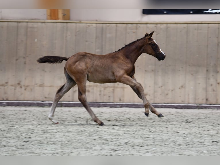 Francés de silla (Selle francais) Semental 1 año Negro in Sainte-Anne-sur-Vilaine