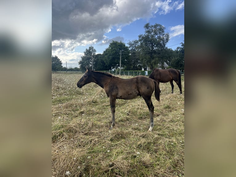 Francés de silla (Selle francais) Semental 1 año Negro in Sainte-Anne-sur-Vilaine