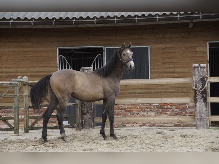 Francés de silla (Selle francais) Semental 1 año Tordo in Tatinghem