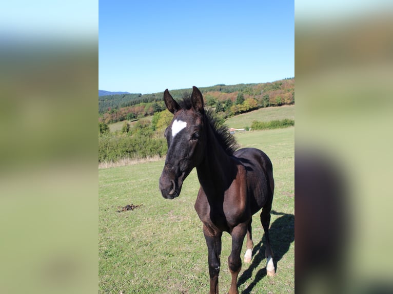 Francés de silla (Selle francais) Semental 2 años 165 cm Negro in Cenves