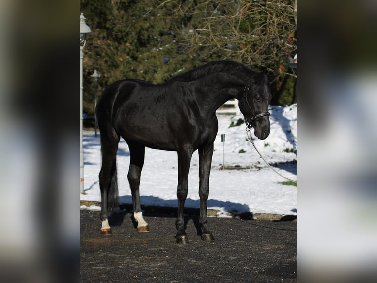 Francés de silla (Selle francais) Semental 2 años 168 cm Negro in Halbenrain