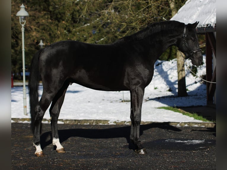 Francés de silla (Selle francais) Semental 2 años 168 cm Negro in Halbenrain