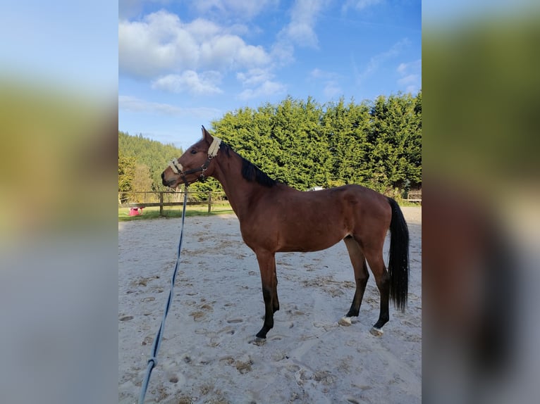 Francés de silla (Selle francais) Semental 2 años 170 cm Castaño in Medico Cebreiro