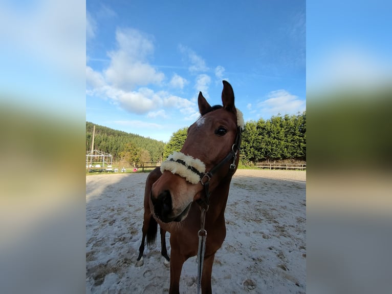 Francés de silla (Selle francais) Semental 2 años 170 cm Castaño in Medico Cebreiro