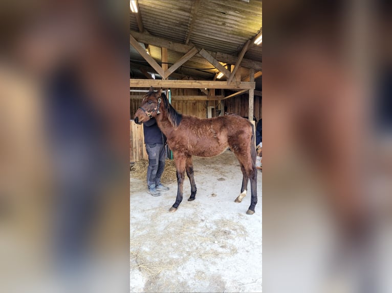 Francés de silla (Selle francais) Semental 2 años Castaño in Le Mesnil Aubert