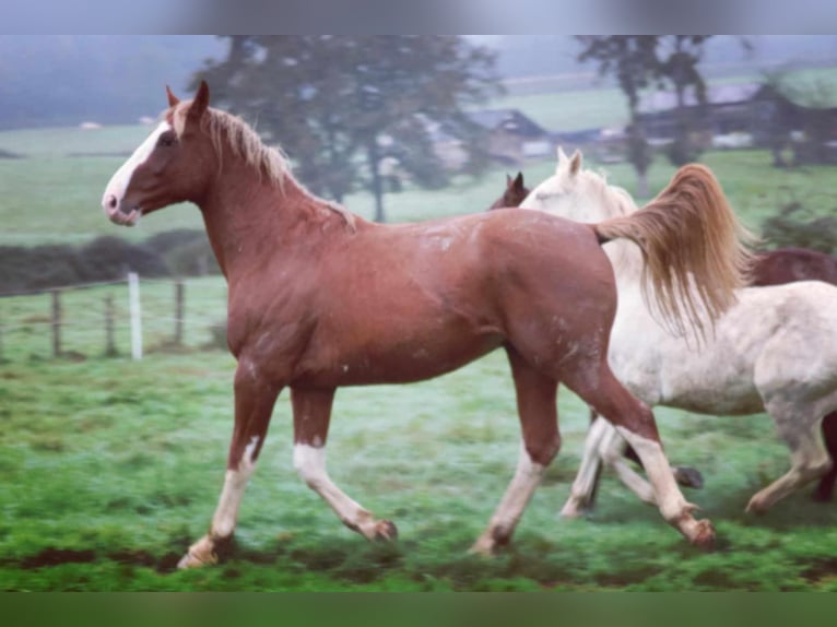 Francés de silla (Selle francais) Semental 3 años 165 cm Alazán in Pirajoux, Auvergne-Rhône-Alpes