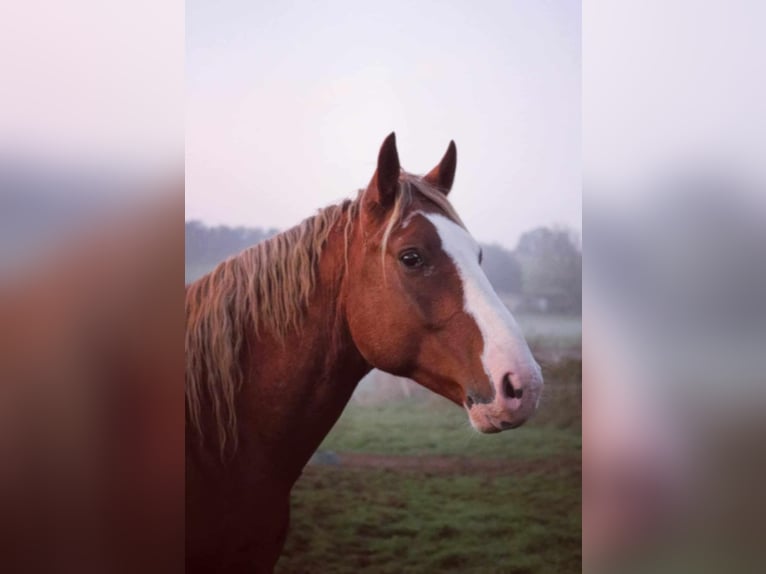 Francés de silla (Selle francais) Semental 3 años 165 cm Alazán in Pirajoux, Auvergne-Rhône-Alpes