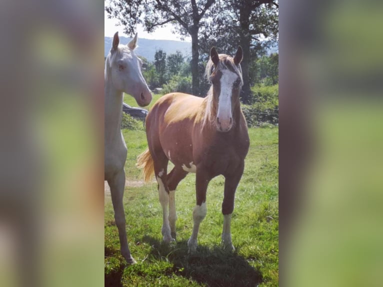 Francés de silla (Selle francais) Semental 3 años 165 cm Alazán in Pirajoux, Auvergne-Rhône-Alpes