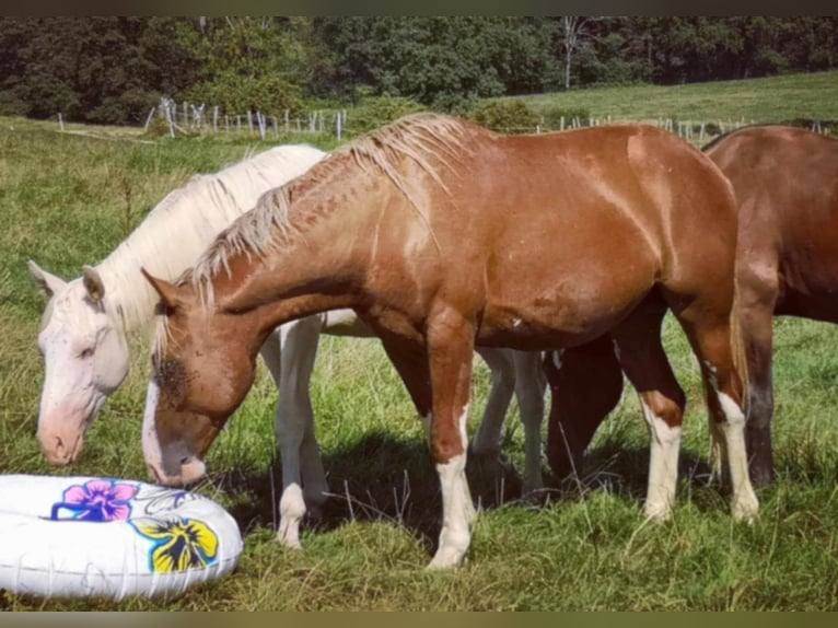 Francés de silla (Selle francais) Semental 3 años 165 cm Alazán in Pirajoux, Auvergne-Rhône-Alpes