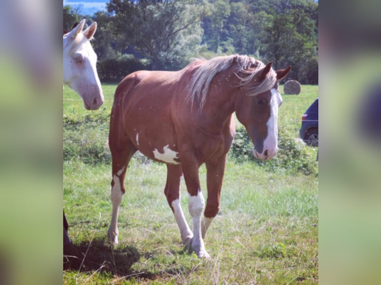 Francés de silla (Selle francais) Semental 3 años 165 cm Alazán in Pirajoux, Auvergne-Rhône-Alpes