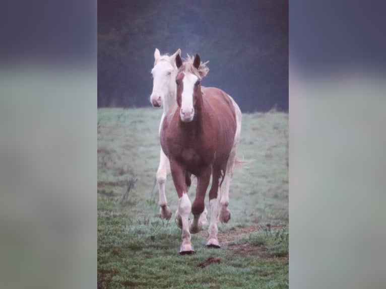 Francés de silla (Selle francais) Semental 3 años 165 cm Alazán in Pirajoux, Auvergne-Rhône-Alpes