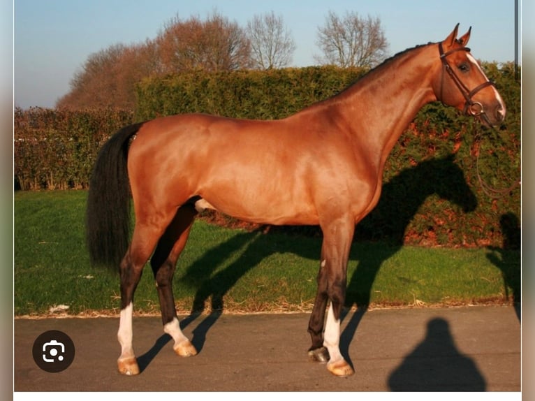 Francés de silla (Selle francais) Semental 3 años 165 cm Castaño in CLUNY