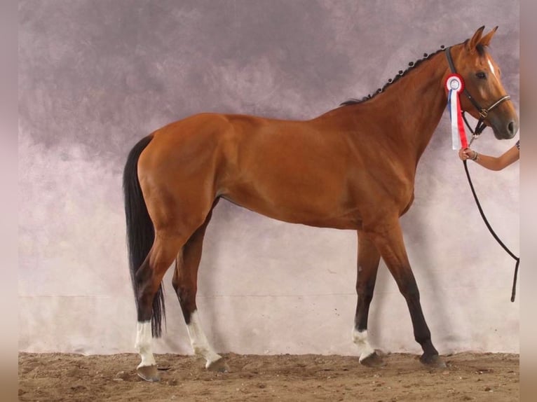 Francés de silla (Selle francais) Semental 3 años 165 cm Castaño in CLUNY