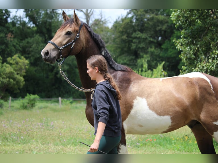 Francés de silla (Selle francais) Semental 3 años 166 cm Tobiano-todas las-capas in Castres-Gironde