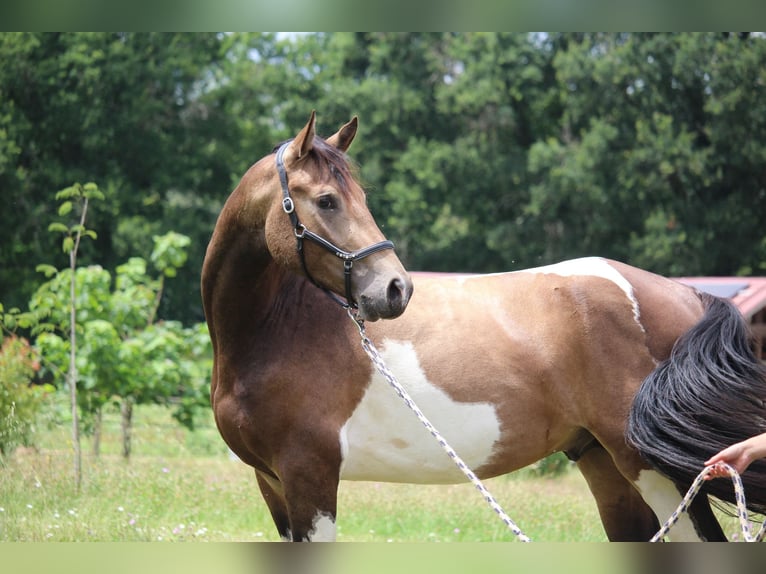 Francés de silla (Selle francais) Semental 3 años 166 cm Tobiano-todas las-capas in Castres-Gironde