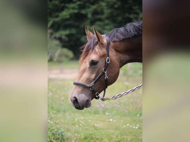 Francés de silla (Selle francais) Semental 3 años 166 cm Tobiano-todas las-capas in Castres-Gironde