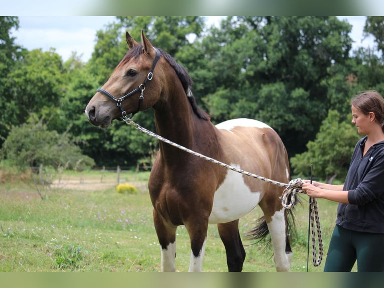 Francés de silla (Selle francais) Semental 3 años 166 cm Tobiano-todas las-capas in Castres-Gironde