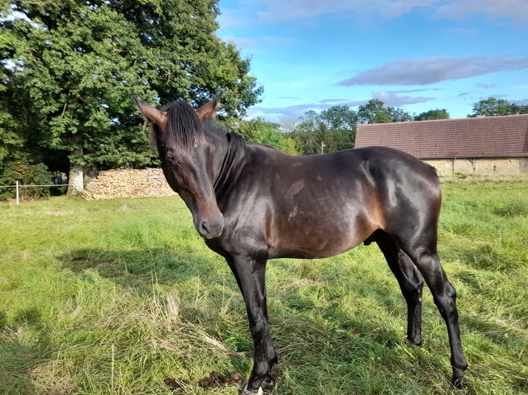 Francés de silla (Selle francais) Semental 3 años 170 cm Morcillo in Bérulle