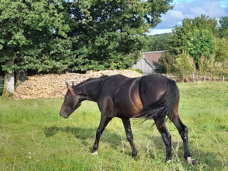 Francés de silla (Selle francais) Semental 3 años 170 cm Morcillo in Bérulle