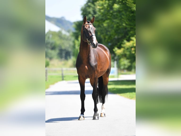 Francés de silla (Selle francais) Semental Castaño in Pfarrkirchen