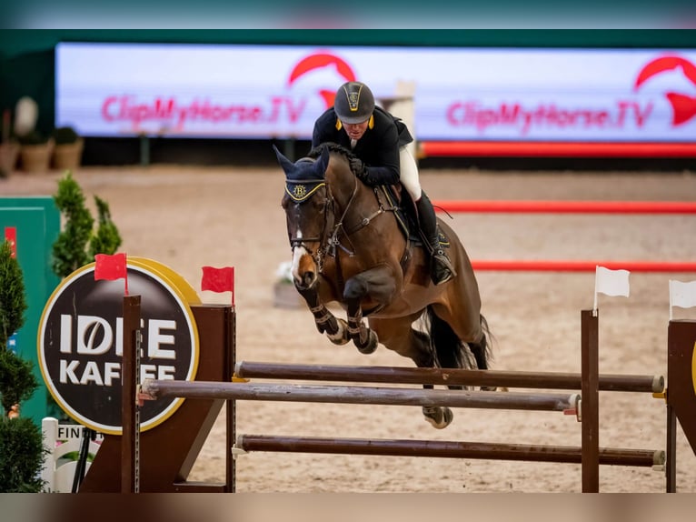 Francés de silla (Selle francais) Semental Castaño in Pfarrkirchen