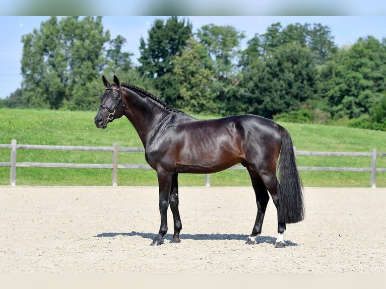 Francés de silla (Selle francais) Semental Castaño oscuro in Pfarrkirchen