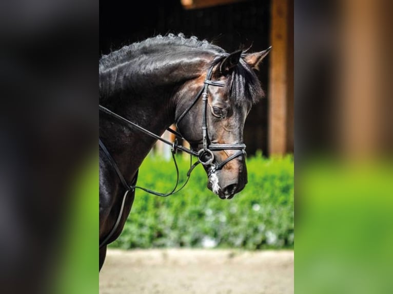 Francés de silla (Selle francais) Semental Castaño oscuro in Pfarrkirchen