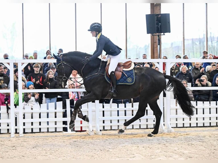 Francés de silla (Selle francais) Semental Castaño oscuro in Pfarrkirchen