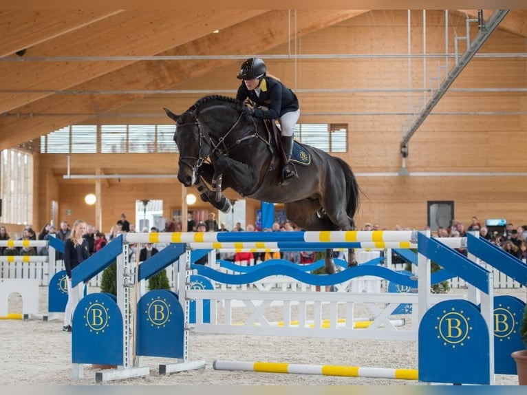 Francés de silla (Selle francais) Semental Castaño oscuro in Pfarrkirchen