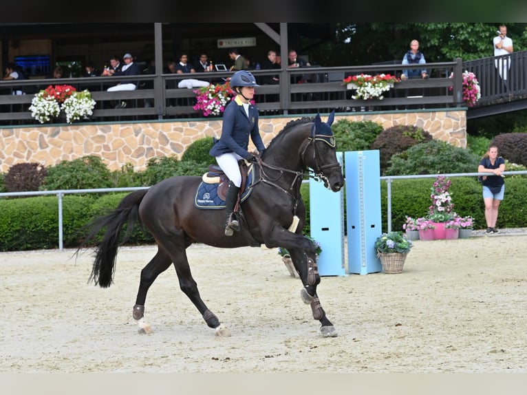 Francés de silla (Selle francais) Semental Castaño oscuro in Pfarrkirchen