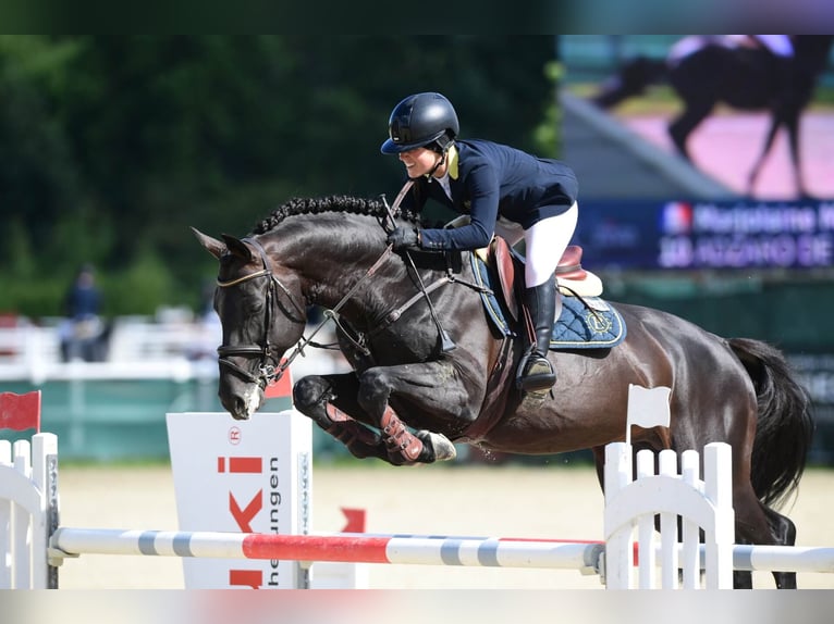 Francés de silla (Selle francais) Semental Castaño oscuro in Pfarrkirchen