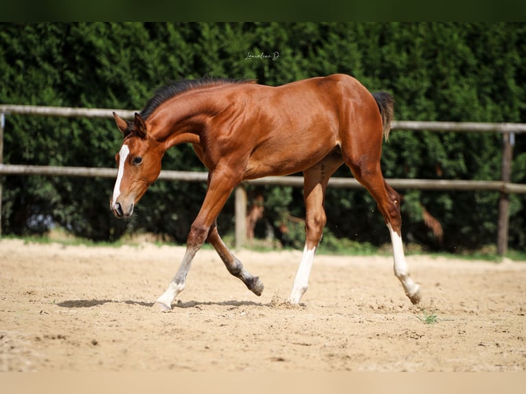 Francés de silla (Selle francais) Semental Potro (05/2024) 170 cm Castaño in Moyon