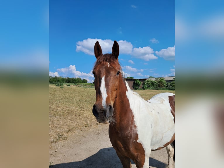 Francés de silla (Selle francais) Yegua 10 años 162 cm Palomino in Zörbig