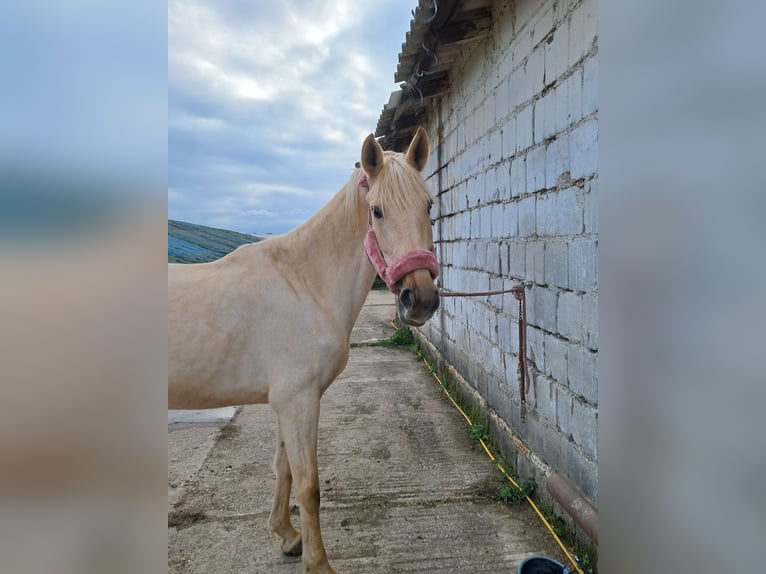 Francés de silla (Selle francais) Yegua 10 años 162 cm Palomino in Zörbig