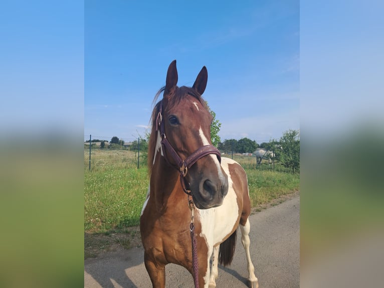 Francés de silla (Selle francais) Yegua 10 años 162 cm Palomino in Zörbig