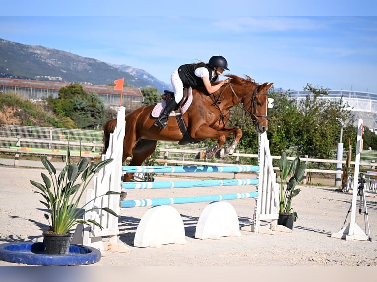 Francés de silla (Selle francais) Yegua 10 años 164 cm Alazán in Villeneuve-Loubet