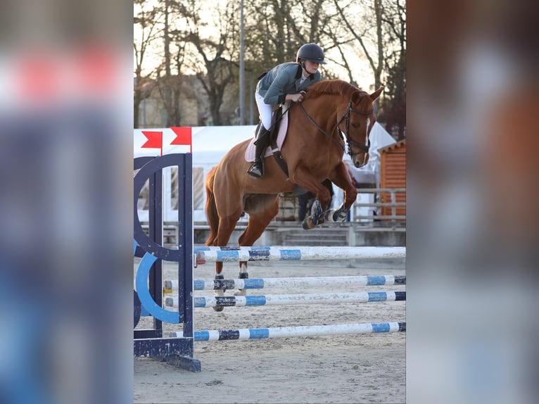 Francés de silla (Selle francais) Yegua 10 años 164 cm Alazán in Villeneuve-Loubet