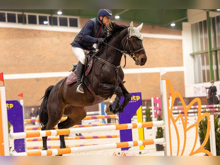 Francés de silla (Selle francais) Yegua 10 años 170 cm Morcillo in Poznań