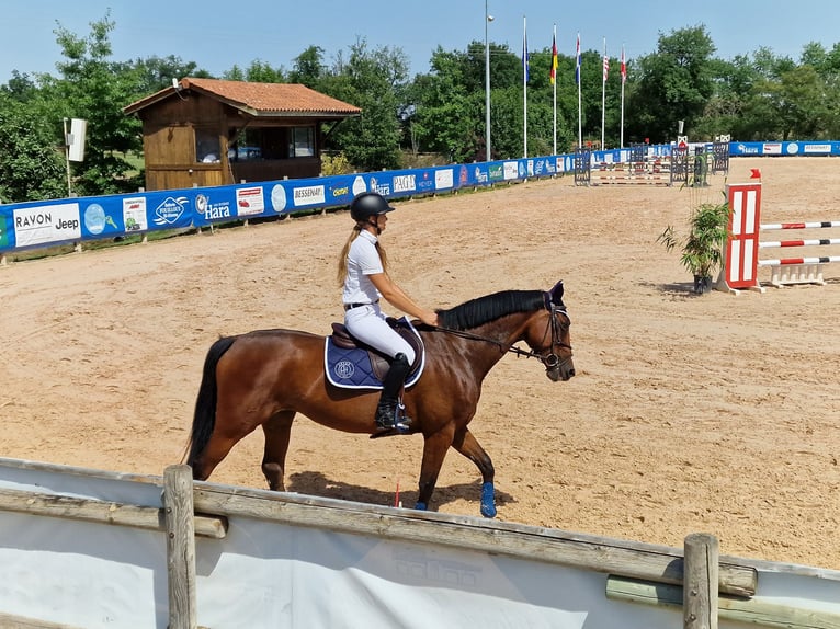 Francés de silla (Selle francais) Yegua 10 años in Brigerbad