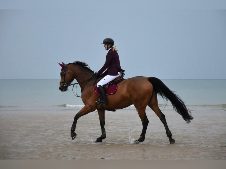 Francés de silla (Selle francais) Yegua 11 años 165 cm Castaño in Léry